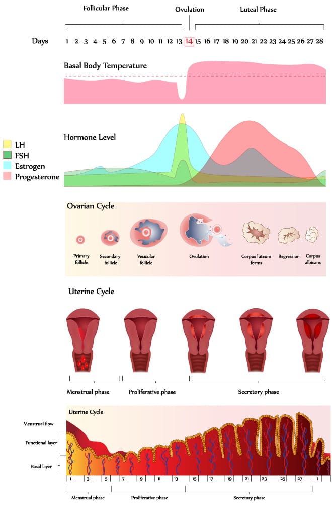 Menstrual Cycle City Fertility Centre