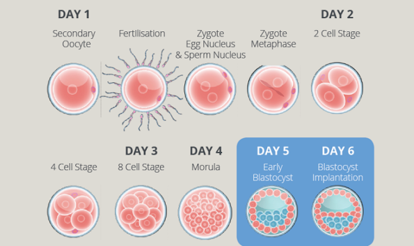 EmbryoGen and BlastGen Culture Media | City Fertility